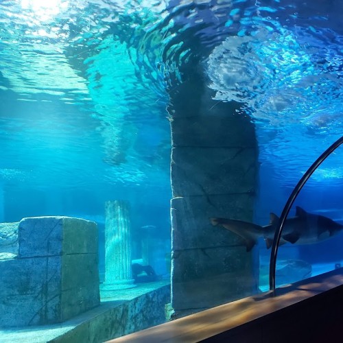 Aqua Vega Aquarium