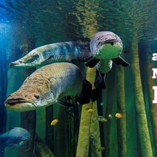 Aquarium River of Zaragoza