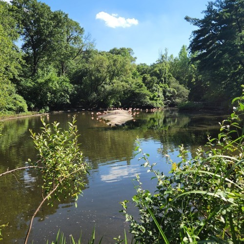 Bronx River Forest