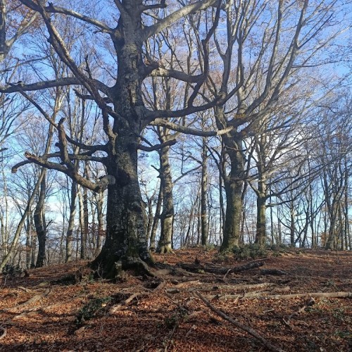 Faggeta del Monte Venere