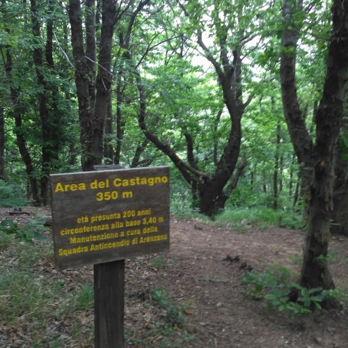 Fonte grande castagno