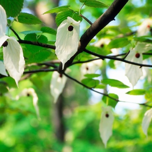 Gothenburg Botanical Garden