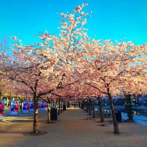 Kungsträdgården