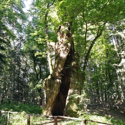 Laghetto Riserva Protetta Anfibi