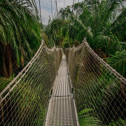 LCC Canopy Walkway