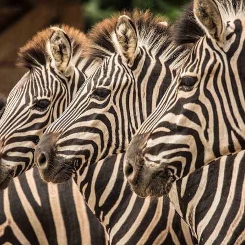 Ljubljana Zoo