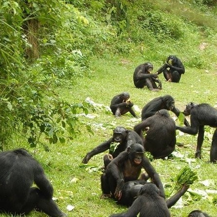 Lola ya Bonobo Sanctuary