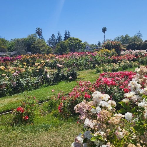 Municipal Rose Garden