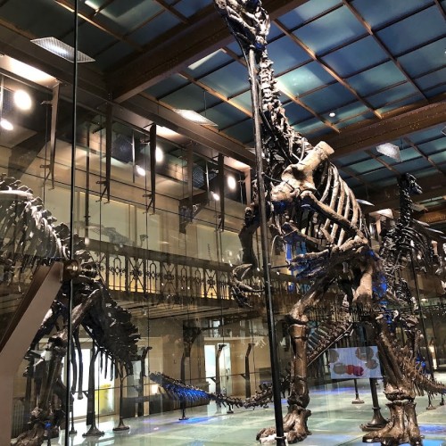 Museo di Scienze Naturali