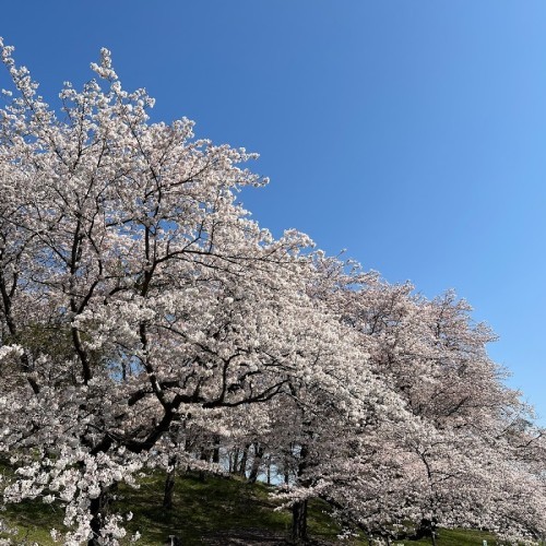 Negishi Forest Park