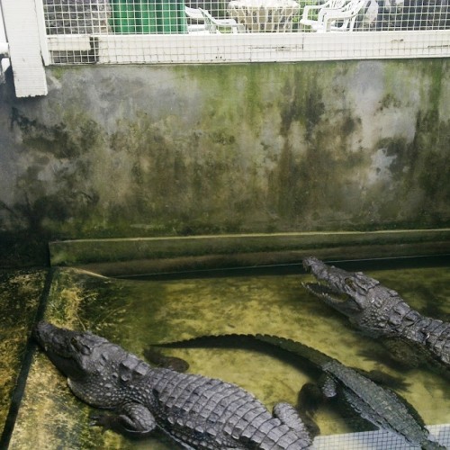 Parc Reptilarium Serpents du Congo