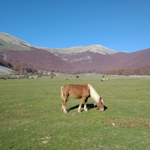 Prato di Campoli