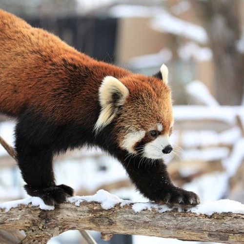 Sapporo City Maruyama Zoo