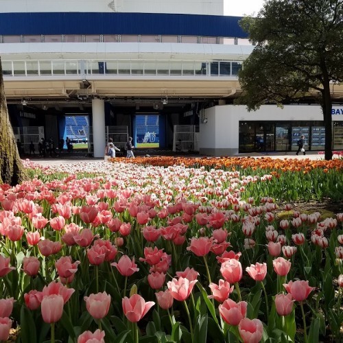 Yokohama Park