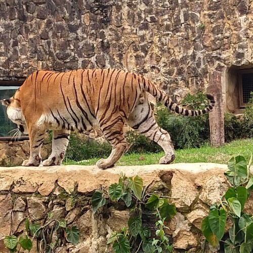 Zoológico de Cali